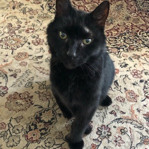 Fundraising Page: Shadow PAC Alum